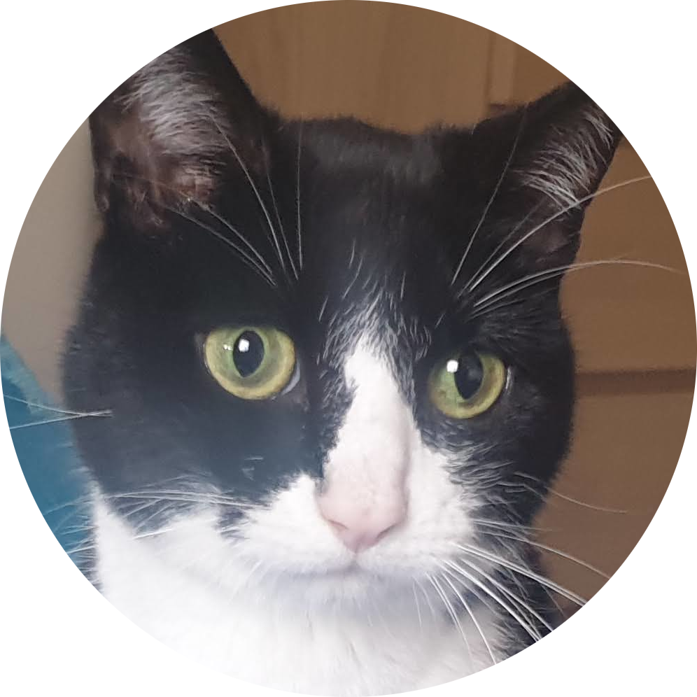 Squiggle the Cat